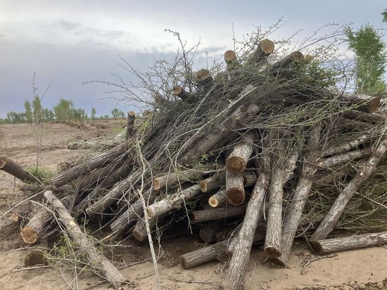 幸福鎮孟家屯村一處防護林地上的大片防護林被伐倒，但記者未能找到這處林地的主人，不確定伐樹原因。