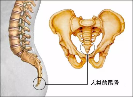 人类的尾巴虽然已经退化了,但是尾骨还在