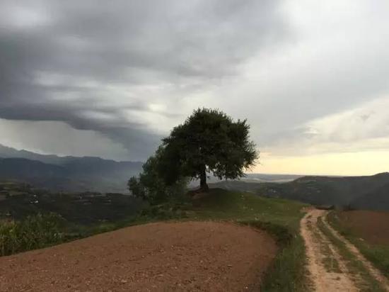 阿姑山村山顶的大树