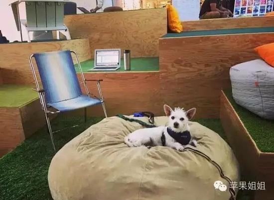 小狗在懒人沙发上休息