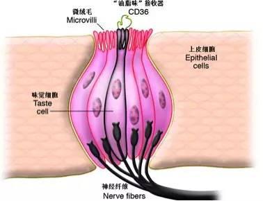 “油脂味”接收器结构示意图。图片来源:The Journal of Clinical Investigation