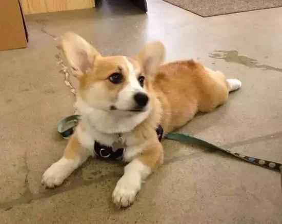 Corgi!