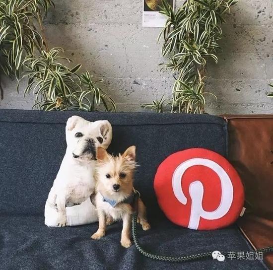 还可以见到宠物模特