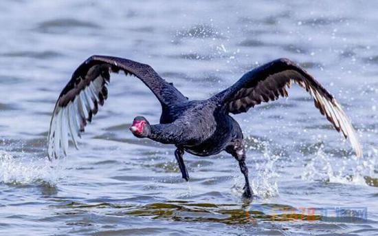 当心这2只黑天鹅 或在2018年引发金融危机!|黑