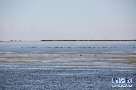 鸟儿在青海察尔汗盐湖边的淡水湖上栖息(9月10日摄)。新华社记者 金立旺 摄