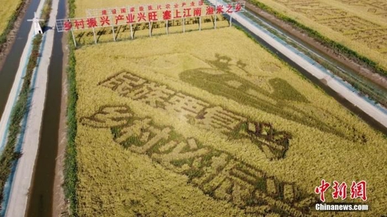 资料图：2021年9月23日，航拍宁夏贺兰县创意稻田。当日是第四个中国农民丰收节，宁夏多地举行庆祝农民丰收节活动。(无人机照片) 中新社记者 谢宇 摄
