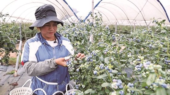  图为当地采摘工人在采摘蓝莓。
