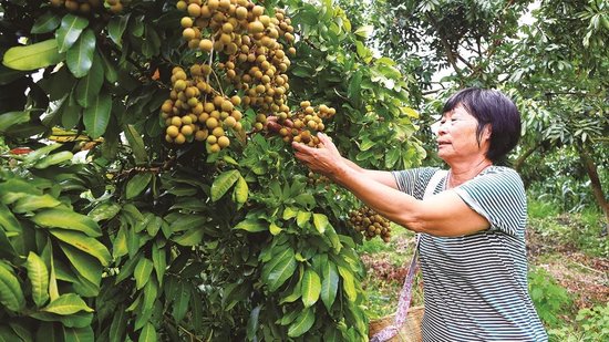 图为永康镇忙腊村果农在采摘龙眼。