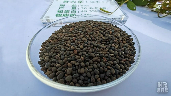 △示范区的野大豆,个头如同大米粒般,是耐盐粮食作物。(总台央视记者彭汉明拍摄)