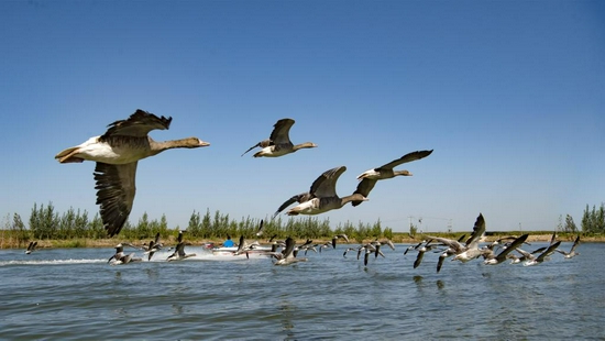 一群灰雁在衡水湖国家湿地公园水面上嬉戏飞翔（2018年9月28日摄）。新华社记者 朱旭东 摄