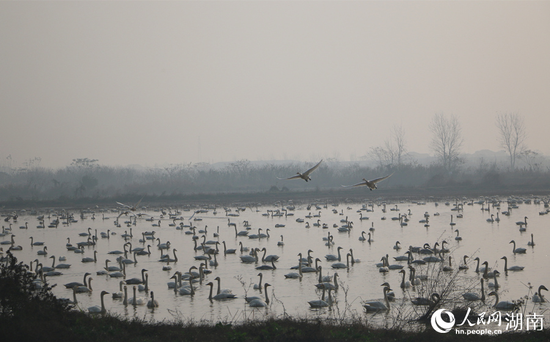 清晨的东古湖。人民网记者 刘宾摄