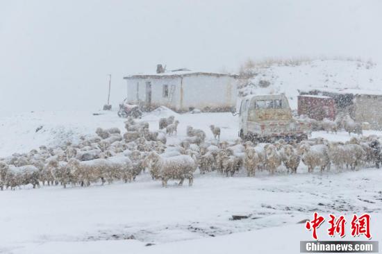 风雪中的羊群。