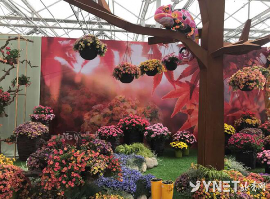 第六届北京花木春季花展开幕
