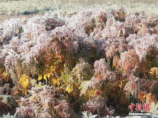 大面积的的树木花草上坠满冰花。索国民 摄