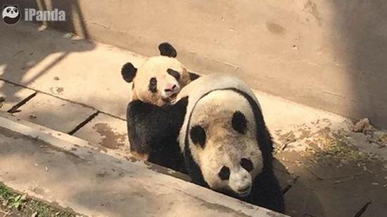 熊猫交配图文版:第一次失败很沮丧