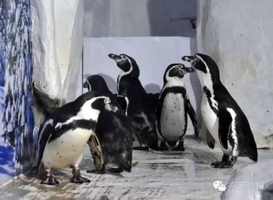 同性恋企鹅双双生蛋