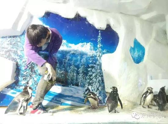 同性恋企鹅双双生蛋