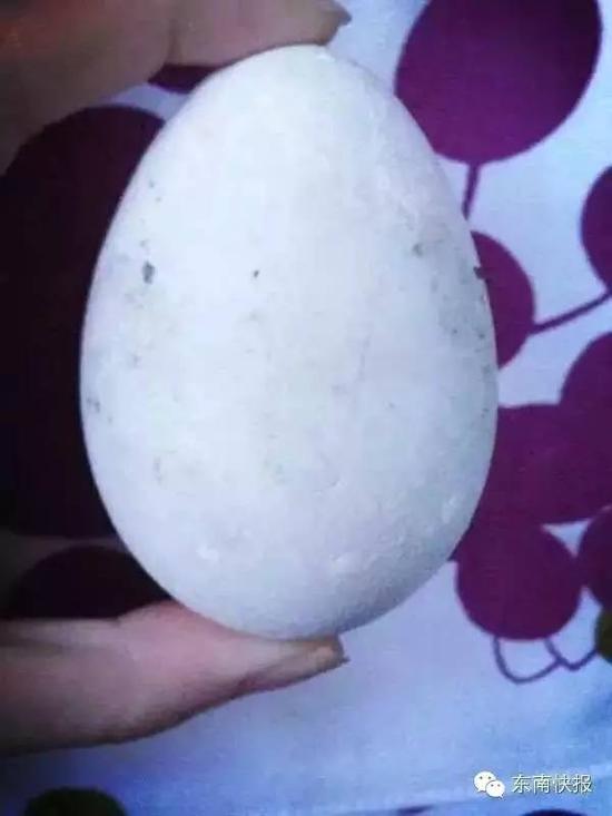 同性恋企鹅双双生蛋