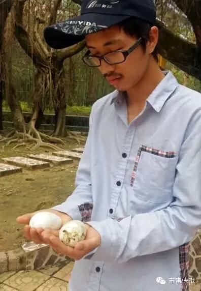 同性恋企鹅双双生蛋