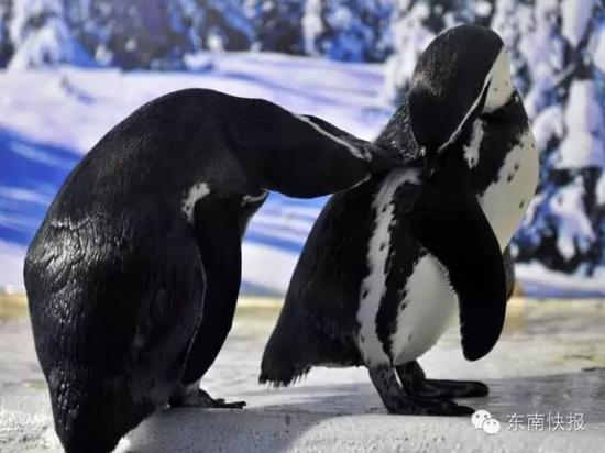 同性恋企鹅双双生蛋