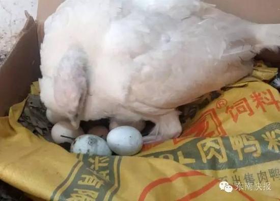 同性恋企鹅双双生蛋