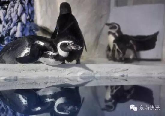 同性恋企鹅双双生蛋