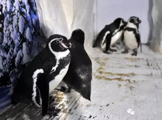 同性恋企鹅双双生蛋