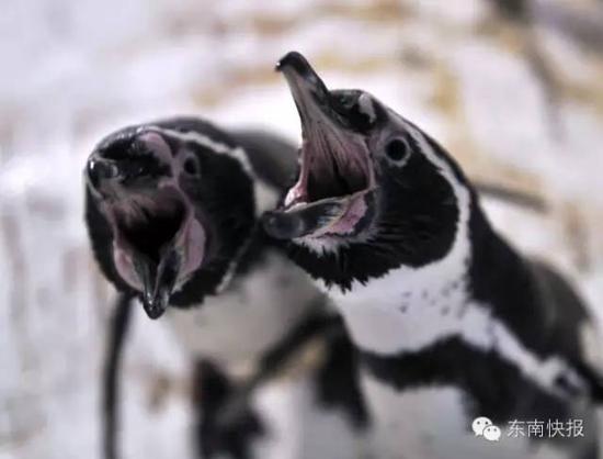 同性恋企鹅双双生蛋