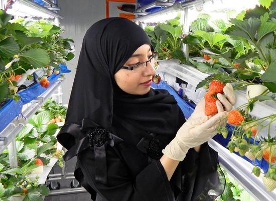 夏普将在迪拜推出植物工厂种草莓|夏普植物工