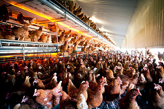 中美贸易突发 鸡战 美国诉中国白羽肉鸡 双反 |