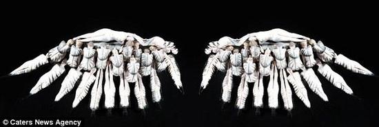 图为马德维尔创作的用数十个模特创作的羽翼图案。