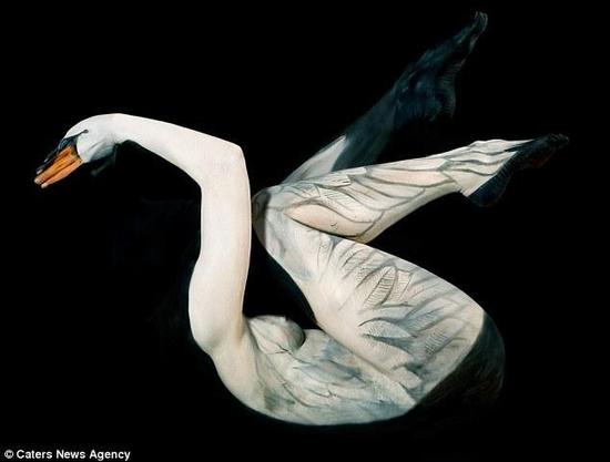 图为马德维尔画的天鹅。