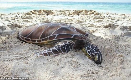 图为马德维尔所绘的“沙滩海龟”。