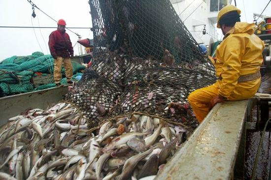 全球捕鱼数逼近渔业可持续发展极限值|过度捕