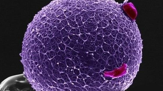 精子卵子美丽的结合