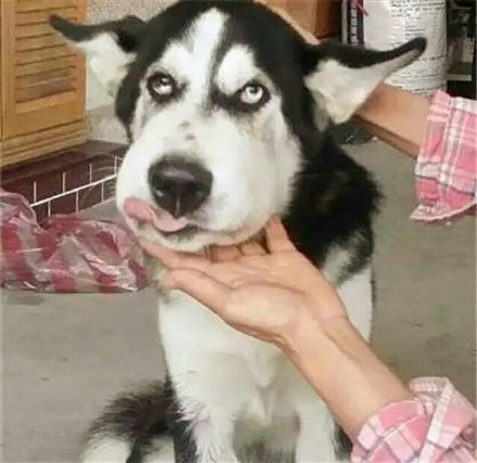 哈士奇搞笑图片 犯二,哈士奇搞笑图片