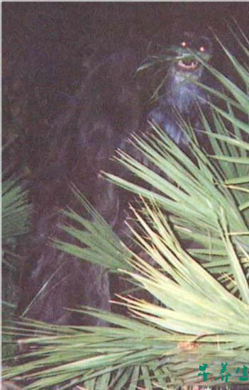 4. 2000年时,两张由匿名女性拍下的疑似是传说中的生物“臭鼬猿 (Skunk Ape)” 的照片被邮寄到佛罗里达州的警局。照片随附一封信,拍下这两张照片的女子在信中说这张照片是在她家后院拍下。有人说这只生物是黑熊,但是却看不出有熊的特征。