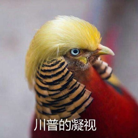 囧哥说事:2016全球最美100人!内地林允第1 刘亦菲AB排后 囧哥说事:2016全球最美100人!内地林允第1 刘亦菲AB排后图片