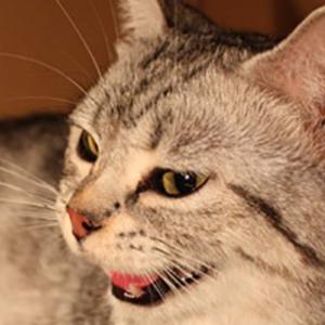 【猫妈妈分娩过程全纪录 母爱太伟大了[心]. 来