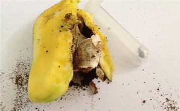 “神秘生物”现身