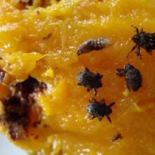 “神秘生物”现身