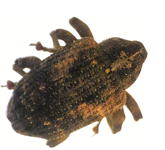 “神秘生物”现身