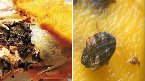 芒果放了一个月,竟爬出神秘生物