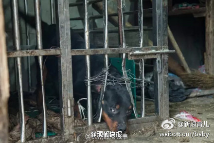 少女看狗可怜打开笼子