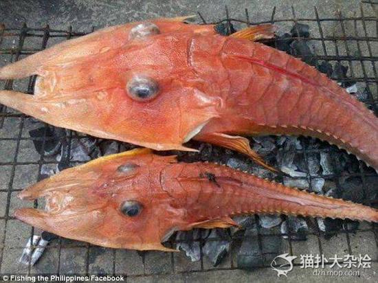 仅存在于热带水域的生物 你见过吗?