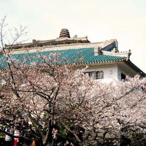 【武大樱花开放 赏樱须提前预约每天最多3万.