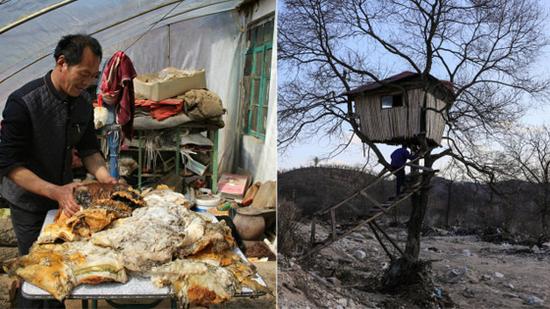 男子捡140斤太岁卖 300 万 3年后住树上看猪