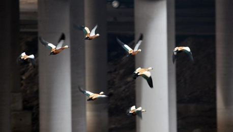 东方白鹳等珍稀鸟类罕见现身辽宁浑河