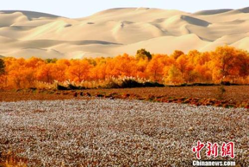 资料图:新疆兵团第二师三十三团持续植树造林改善生态环境,防止农田遭受风沙侵袭。