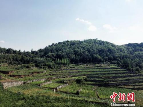 资料图:贵州黔西土地生态整治后,提高了生态经济效益和社会经济持续发展能力。